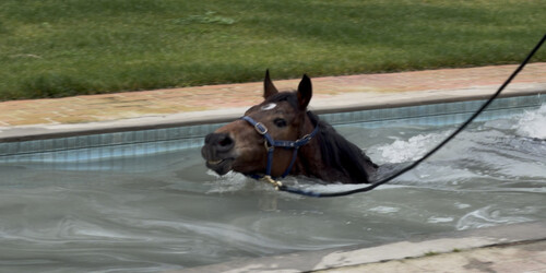 pool 500x250